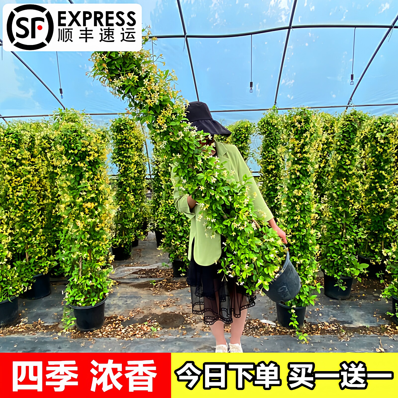 黄色风车茉莉爬藤植物阳台盆栽好养粉色络石藤垂丝多季花庭院耐寒