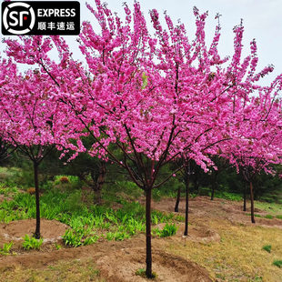 重瓣榆叶梅花树苗耐寒盆栽四季种植花卉地栽庭院梅花树园林绿化苗