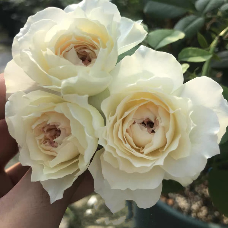 歌剧皇后月季花苗多季盆栽带花阳台玫瑰庭院花卉勤花蔷薇植物带花