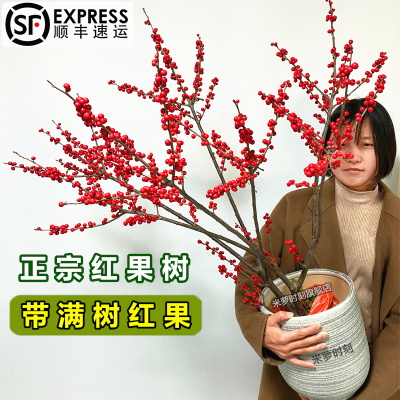 北美冬青盆栽树苗红果鲜花真花室内客厅摆放相思豆别墅庭院耐寒花