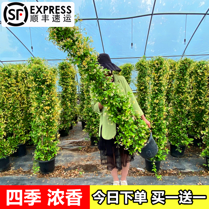 黄色风车茉莉爬藤植物阳台盆栽好养粉色络石藤垂丝多季花庭院耐寒