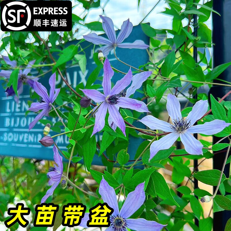 流星铁线莲大苗爬藤植物单瓣大花四季无刺攀爬庭院耐寒爬墙花盆栽