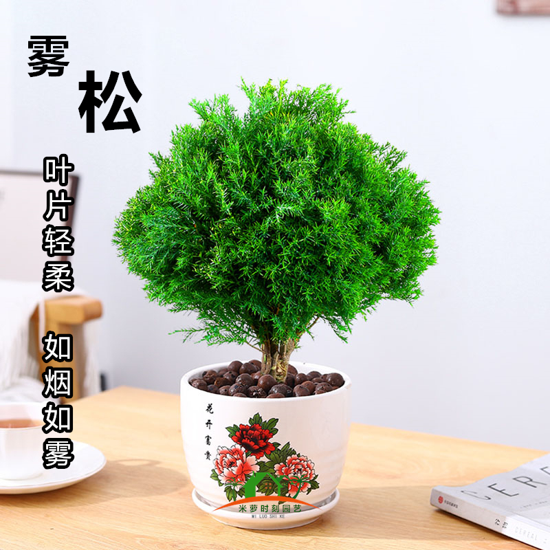 雾松盆栽雾凇四季常青树苗室内阳台庭院好养易活桌面绿植盆景花卉