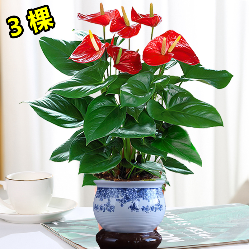 红掌盆栽带花粉掌水培白掌鸿运当头客厅室内阳台盆栽好养年宵花卉