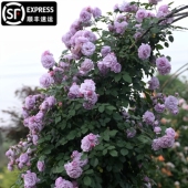 薰衣草花环藤本月季 花特大花浓香四季 庭院爬藤大苗蔷薇花庭院植物