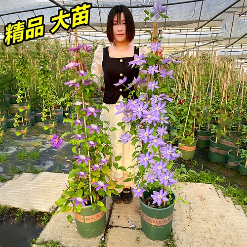 重瓣大花铁线莲爬藤植物四季耐阴