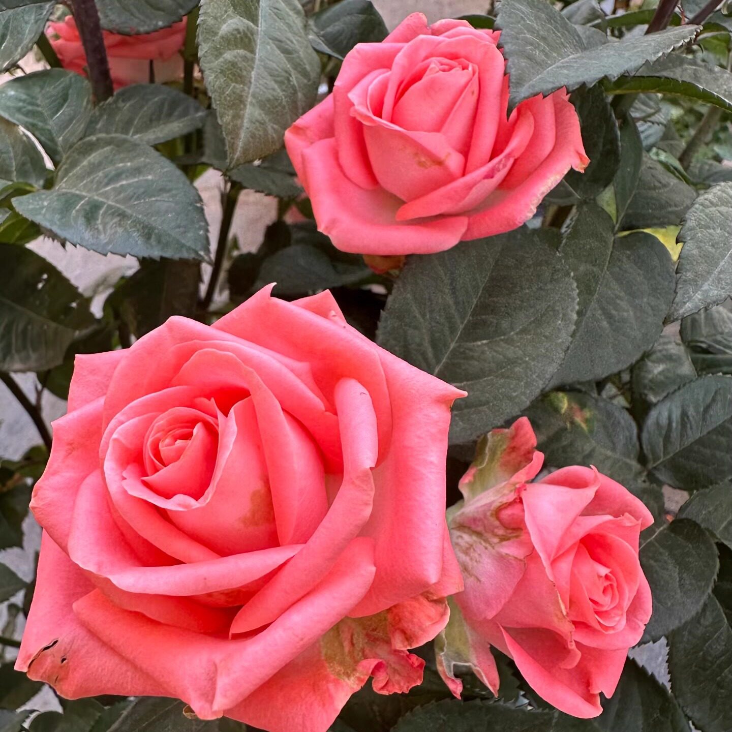 歌迪娜戈迪娜月季花大苗盆栽切花图片