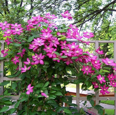 耐阴爬藤花卉里昂村庄铁线莲花苗