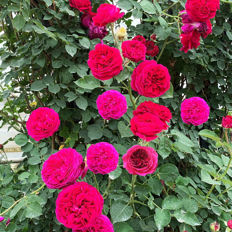 莎士比亚2000爬藤月季多季开藤本玫瑰阳台花卉庭院地栽爬墙花浓香