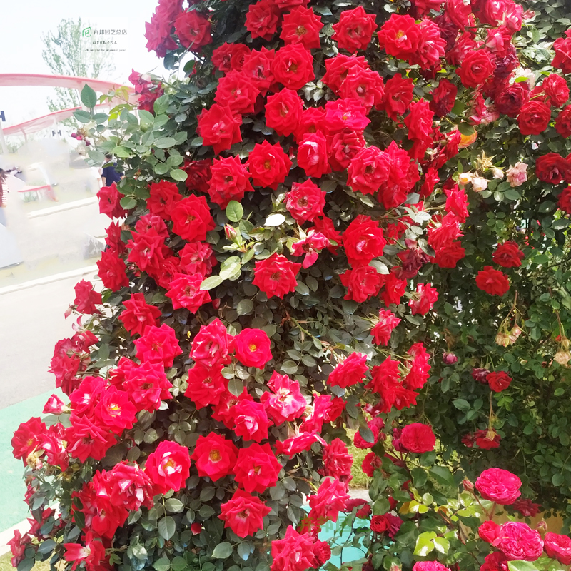 小女孩藤本月季大苗母系花苗爬藤大花浓香多季开庭院藤蔓花卉地栽