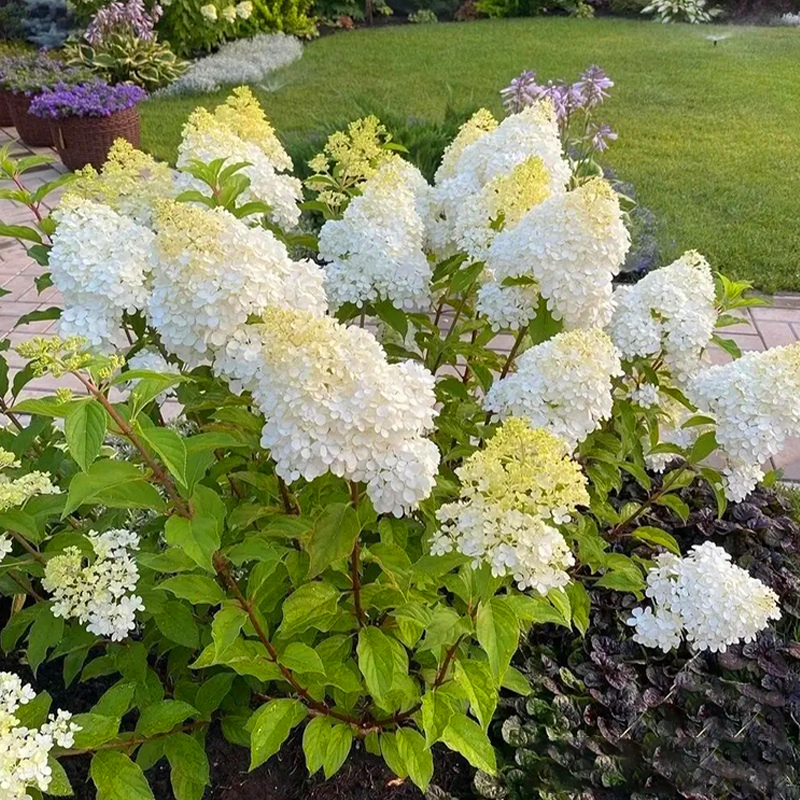 圆锥绣球香草草莓花苗石灰灯绣球花耐晒耐寒花卉夏日美人盆栽植物