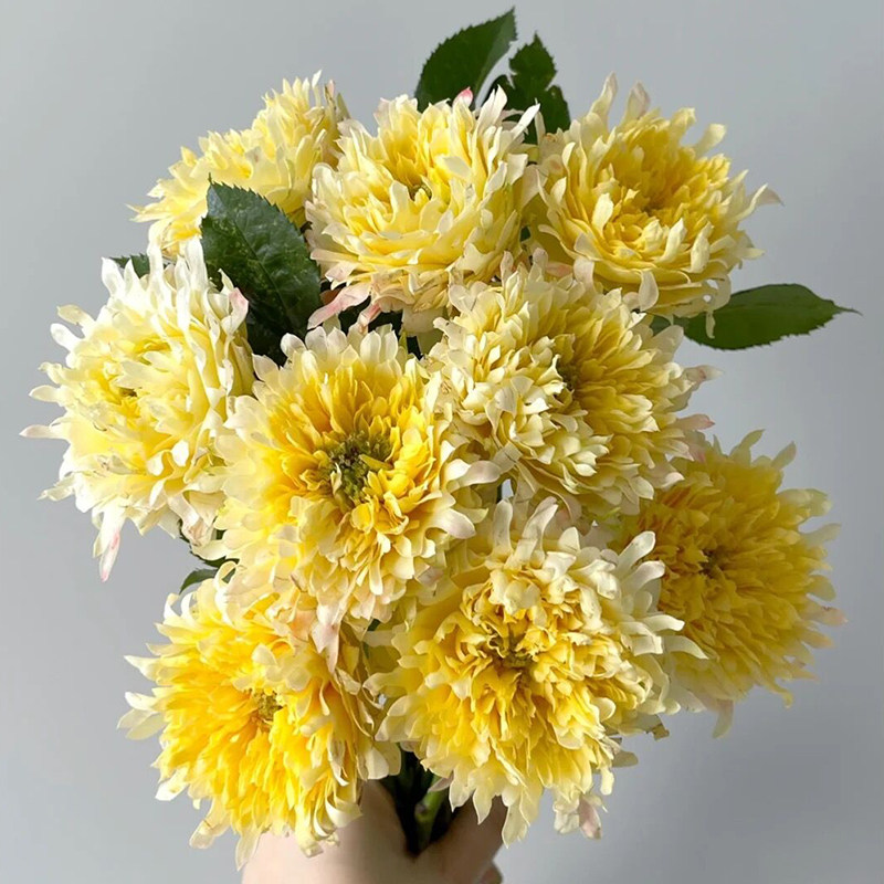 烟花波浪月季花苗多季盆栽浓香带花阳台玫瑰大花庭院勤花蔷薇植物