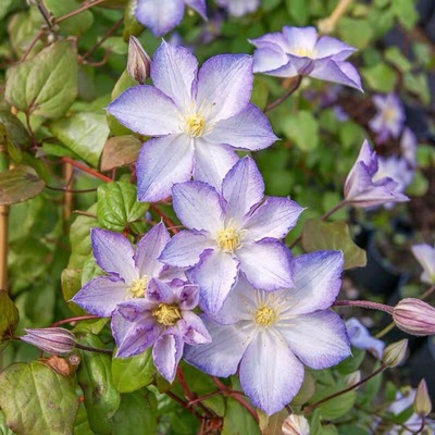 重瓣大花幸运符铁线莲花苗庭院