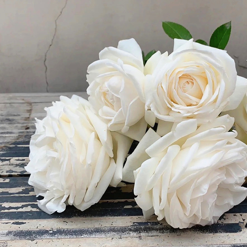 珍妮莫罗月季花盆栽阳台庭院蔷薇