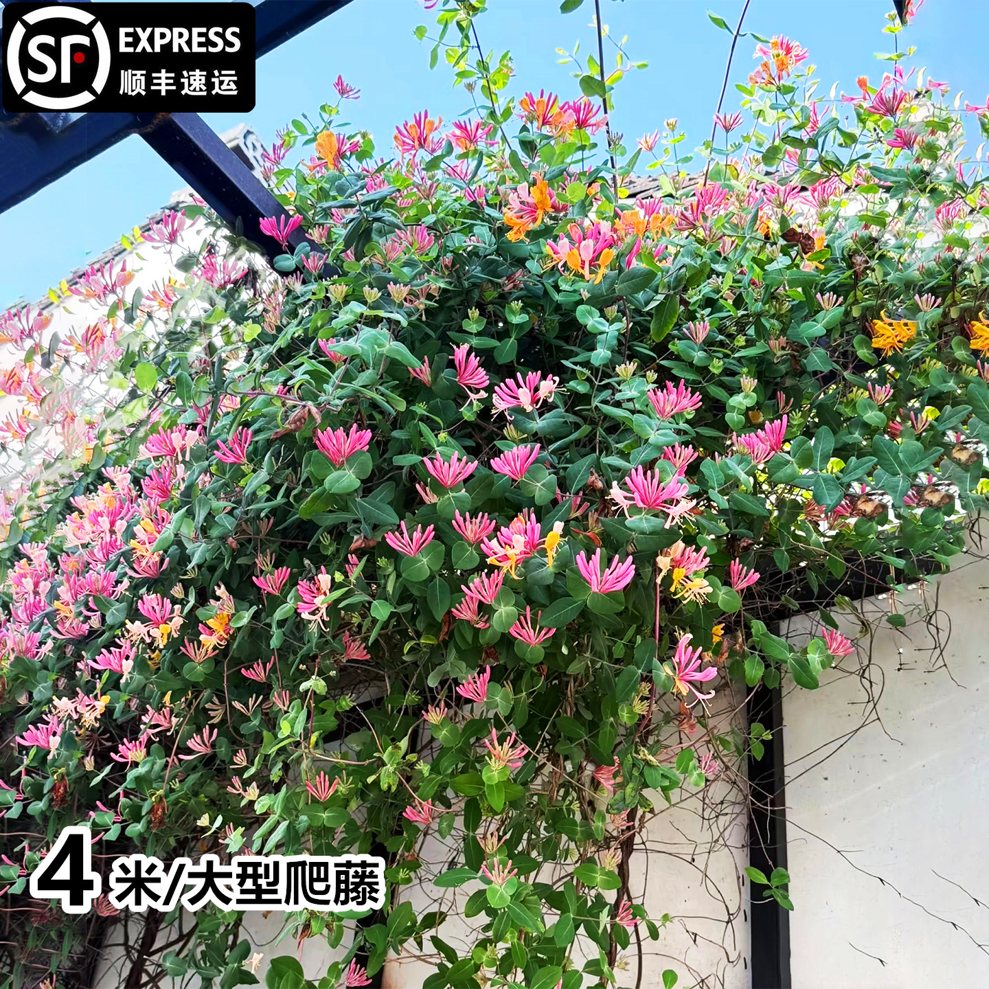 京九红无刺金银花树红色爬藤京久红可食用阳台盆栽庭院耐寒棒棒糖