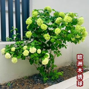 欧洲木绣球玫瑰大苗圆锥盆栽大花别墅庭院地栽丛生棒棒糖耐寒耐热