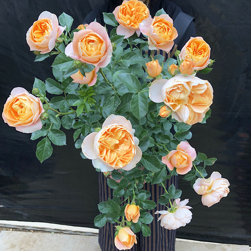 果汁阳台月季母系大苗带花欧月灌木大花多季丰花卉阳台植物室内庭