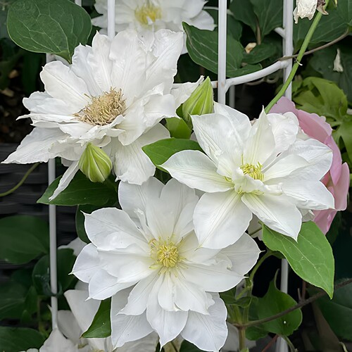 伊萨哥铁线莲花苗盆栽爬藤花卉