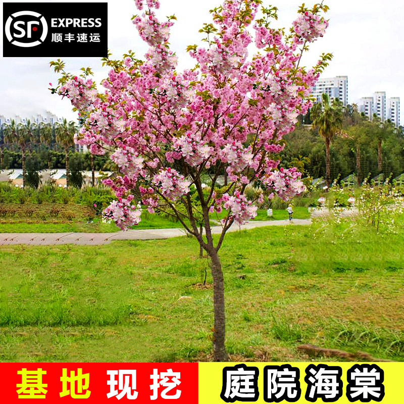庭院海棠树苗西府垂丝北美海棠花
