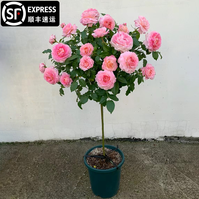 海神王树桩月季花棒棒糖树状玫瑰