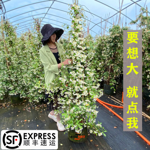 耐阴茉莉攀附能力强庭院阳台无刺
