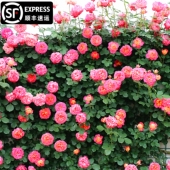 藤宝贝藤本月季 花苗特大花浓香四季 庭院爬藤大苗蔷薇花庭院植物