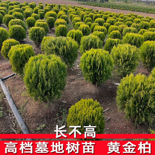 苗圃现挖现卖带土球发货