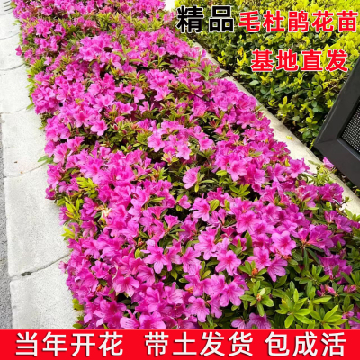 苗圃现挖现卖带土发货