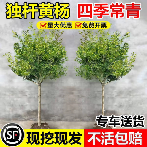 自有苗圃现挖现发包成活