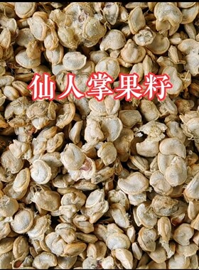 梨果仙人掌果籽宝塔仙人掌籽果肉