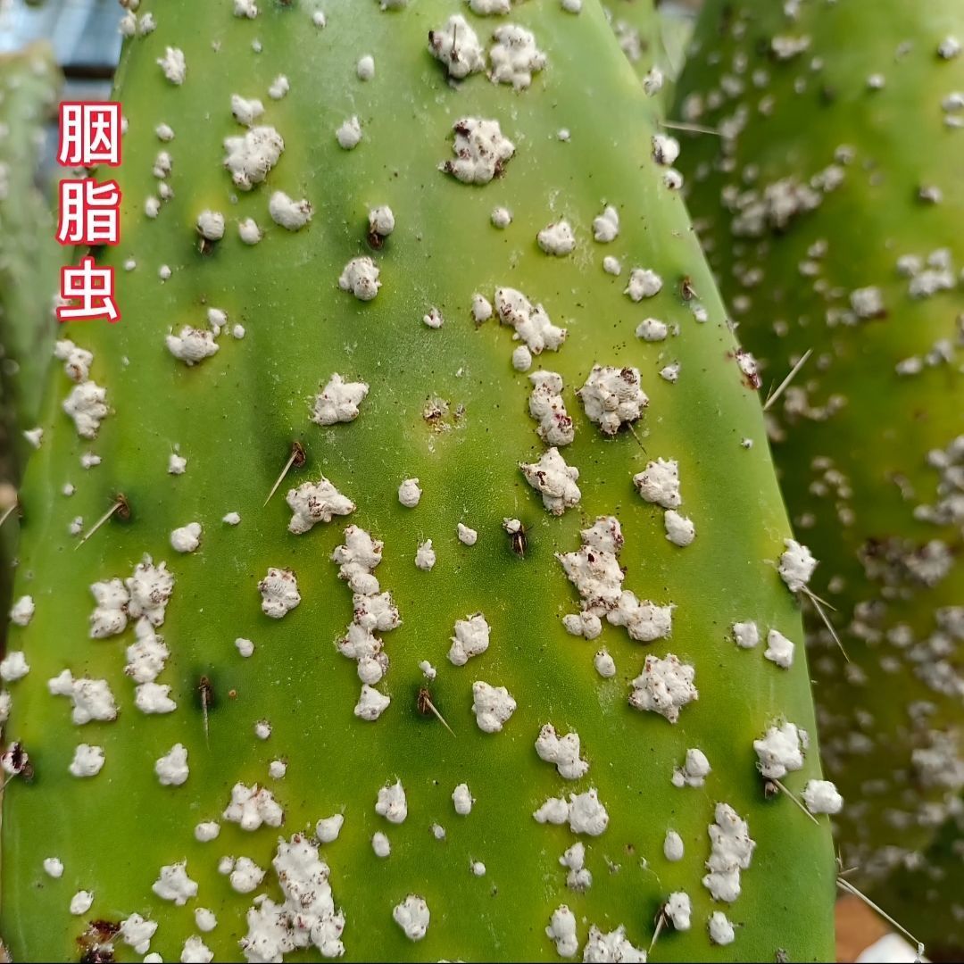 仙人掌养殖胭脂虫胭脂虫繁殖胭脂虫带掌片成虫幼虫卵虫干零售包邮