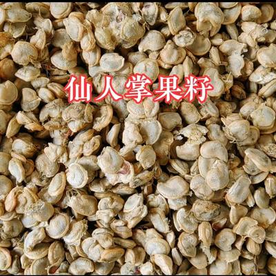 梨果仙人掌籽可种提取仙人掌籽油