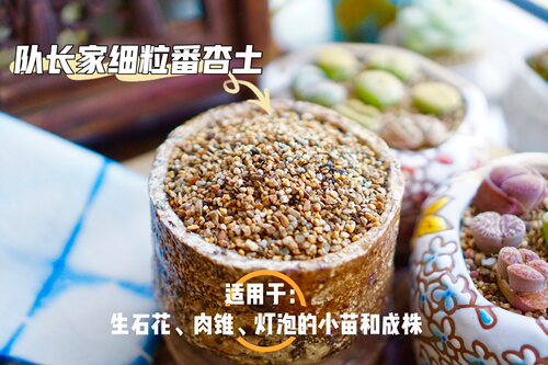 队长家韩国进口多肉土肉锥pp营养