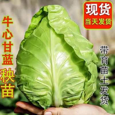 牛心甘蓝苗秧包菜苗卷心菜秧苗种子绿甘蓝苗甘蓝菜苗秧四季种植苗