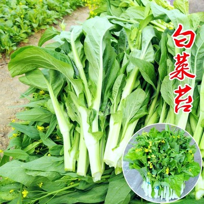 白菜苔菜种籽四季广东菜心白菜苔苗农家新鲜青菜蔬菜种子苗籽种