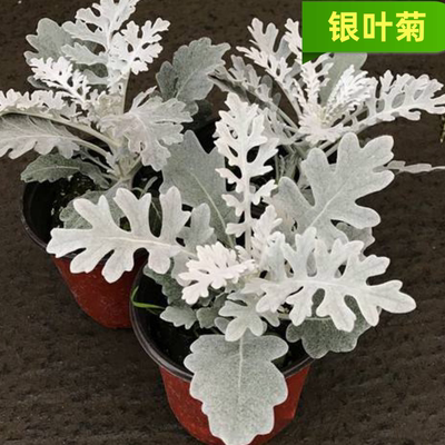 植物盆栽花卉银叶菊银叶菊