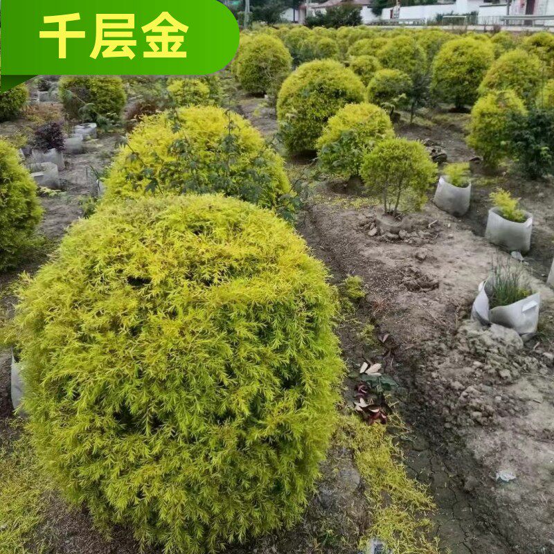 成都四季常绿植物球形千层金苗庭院观赏植物黄金串钱柳树黄金宝树