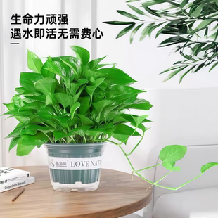 绿萝盆栽室内植物花卉绿植懒人水培长藤大叶绿箩新房室内净化空气
