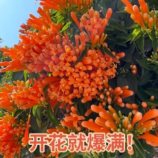炮仗花爬藤藤本盆栽带花苞阳台庭院室外地栽好养开花植物好养花卉