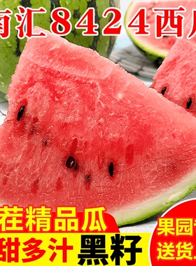 正宗南汇8424西瓜上海当季新鲜水果原苗头藤黑籽脆甜多汁现摘现发