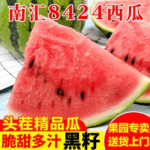 新鲜水果原苗头藤黑籽脆甜多汁现摘现发 正宗南汇8424西瓜上海当季
