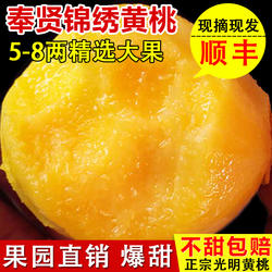 正宗奉贤光明锦绣黄桃新鲜水果时令应当季蜜甜大桃子上海特产包邮