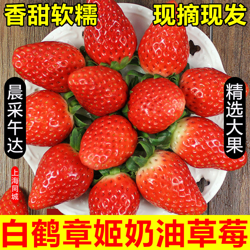 上海本地章姬奶油草莓新鲜水果现摘当季同城孕妇白鹤牛奶草莓软甜