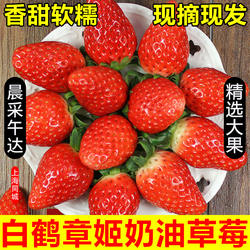 上海本地章姬奶油草莓新鲜水果现摘当季同城孕妇青浦白鹤牛奶草莓