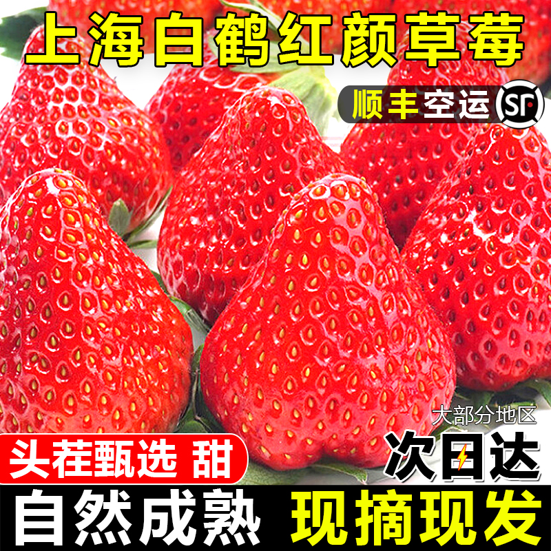 正宗白鹤红颜奶油草莓新鲜水果3斤孕妇上海当季牛奶草莓大甜顺丰