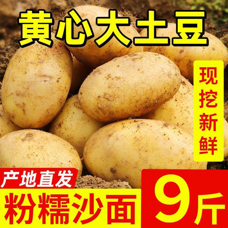 高原产新鲜现挖9斤黄心新土豆农家自种马铃薯黄皮洋芋产地直发