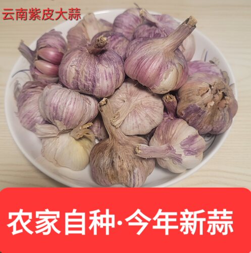 2026云南大理紫皮大蒜头干蒜农家自种新大蒜晒干紫皮蒜红香蒜批发