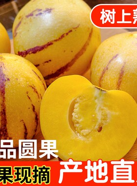 【A+精品】正宗云南石林树熟人参果特产新鲜特大果5斤圆果中果