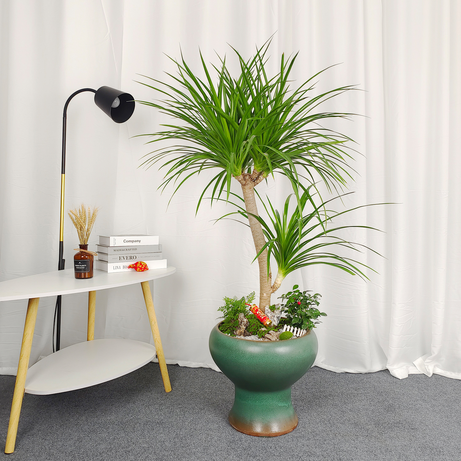 怡雅香老桩造型龙血树盆栽客厅除甲醛龙须兰（基地直播一物一拍）