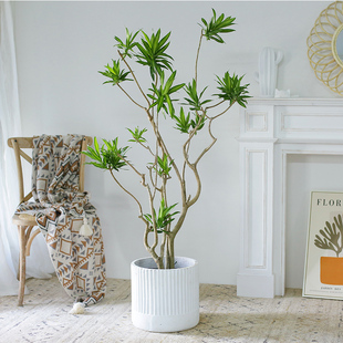 长沙百合竹大型盆栽龙血树室内客厅北欧风网红绿植净化空气大植物